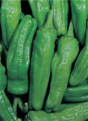 PEPERONE VERDE DOLCE DI NOCERA NR.200 SEMI